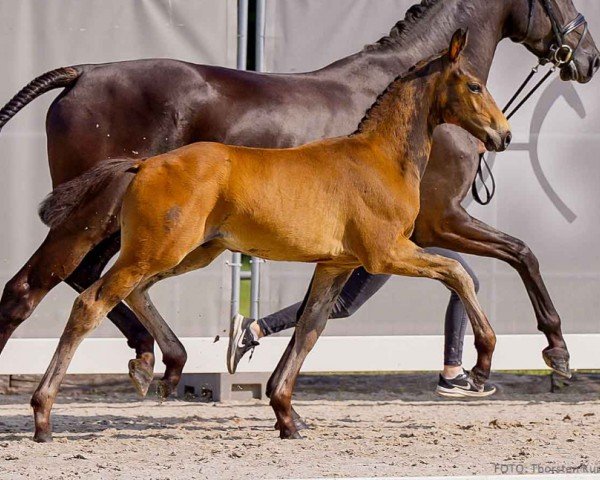 foal by Ermelo (Hanoverian, 2024, from Escaneno)