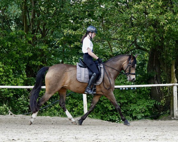 Dressurpferd Diamantenzauber (Deutsches Reitpony, 2015, von Diamantenglanz AT)