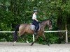 dressage horse Diamantenzauber (German Riding Pony, 2015, from Diamantenglanz AT)