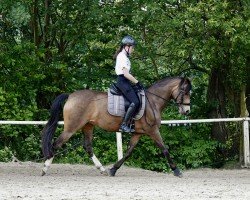 Dressurpferd Diamantenzauber (Deutsches Reitpony, 2015, von Diamantenglanz AT)