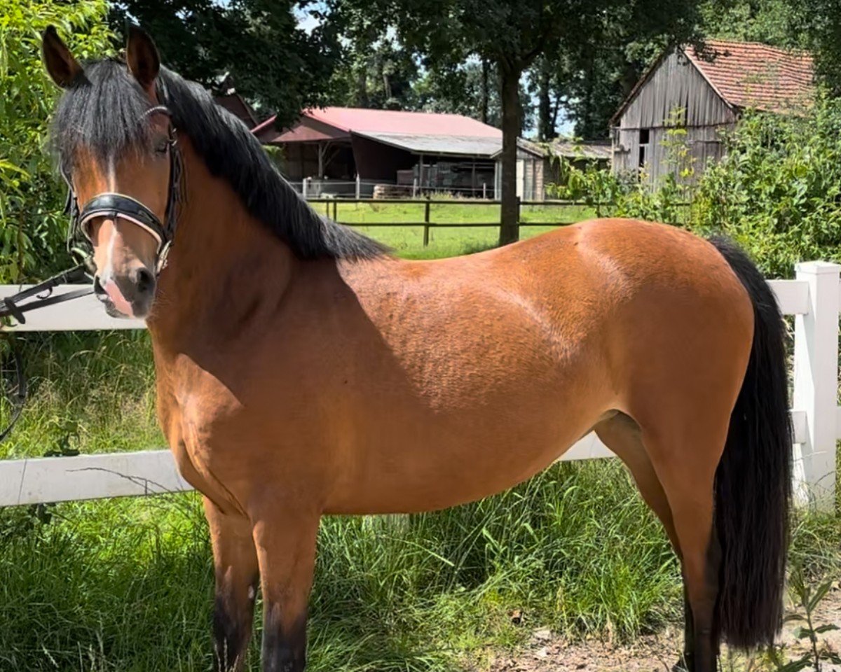 broodmare Waldklee‘s Showtime (German Riding Pony, 2020, from Calimero)