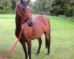 broodmare Be My Surprise CVH (German Riding Pony,  , from Dance Star AT)