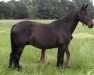 broodmare Ninke R (KWPN (Royal Dutch Sporthorse), 1995, from Emilion)