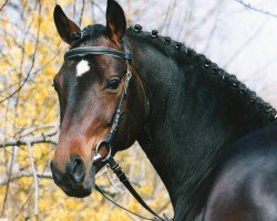 stallion Display II (German Riding Pony, 1997, from Diplomat)