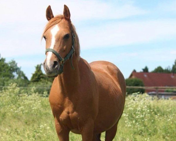 Zuchtstute Bari (Deutsches Reitpony, 2002, von Display II)