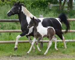 Fohlen von Swift (Lewitzer, 2024, von Shawan)