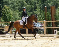 dressage horse Soirée H (Hanoverian, 2011, from Sir Donnerhall I)