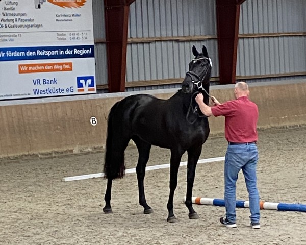 jumper Noble Lady (Holsteiner, 2020, from Cancara)