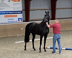 Springpferd Noble Lady (Holsteiner, 2020, von Cancara)