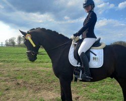 dressage horse Delandro 7 (Hanoverian, 2016, from Dancier)