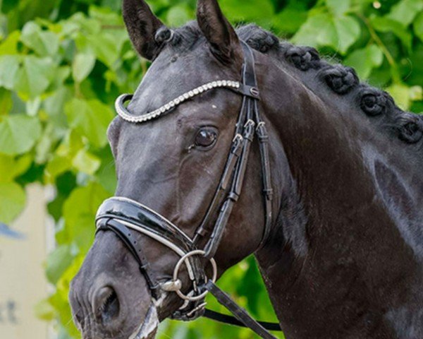 dressage horse Black Pearls Grevenrit (Dutch Pony, 2019, from Beauty W)