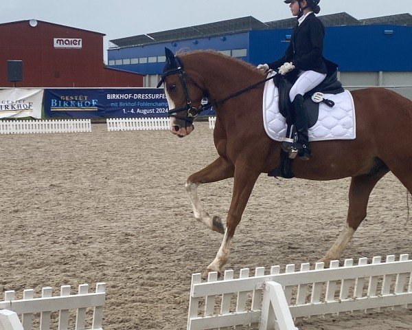 dressage horse Draquecito Kiss (German Riding Pony, 2018, from Dressed in Gold 3)