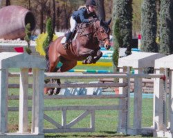 Springpferd Champion de Quidam Rv (KWPN (Niederländisches Warmblut), 2007, von Quidam de Revel)