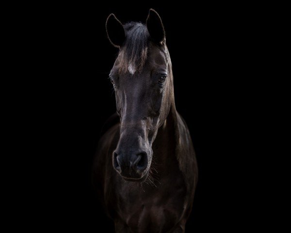 broodmare Noralie (New Forest Pony, 2004, from Prinsenhof's Dino)