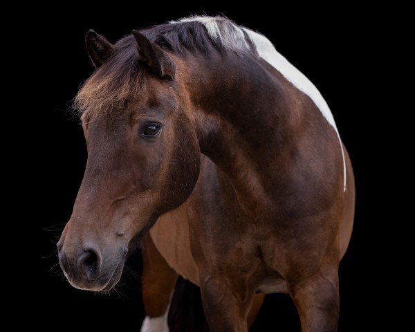 dressage horse Bence von Bennyboy (Pony without race description, 2005)