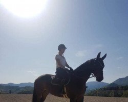 dressage horse Liberty Löwenherz (Österreichisches Warmblut, 2014, from Carrico)