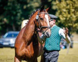 broodmare Grisett P (Sachs-door. Heavy Warmbl., 2013, from Veit)