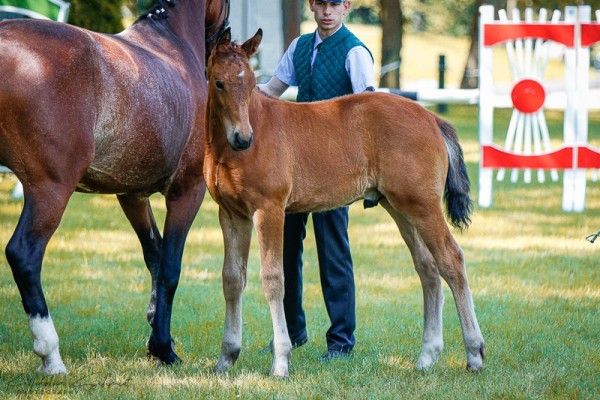 foal by Hengst von Lancelo / Veit (Sachs-door. Heavy Warmbl., 2024, from Lancelo)