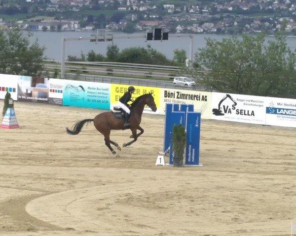 Reitturnier Wädenswil 2024