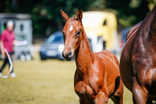 foal by Stute von Boom / San Amour I (German Sport Horse, 2024, from Boom)