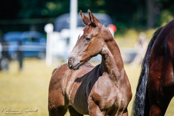 Fohlen von Stute von Monarch / Elbcapitän (Sächs.-Thür. Schweres Warmbl., 2024, von Monarch)