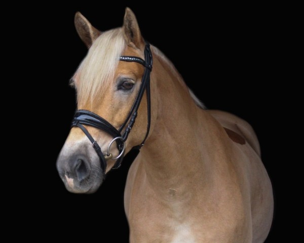 Dressurpferd Mira 784 (Haflinger, 2015, von Solero)