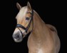 Dressurpferd Mira 784 (Haflinger, 2015, von Solero)