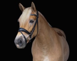 Dressurpferd Mira 784 (Haflinger, 2015, von Solero)