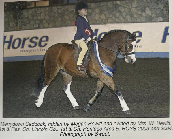 Pferd Merrydown Caddock (Welsh Mountain Pony (Sek.A), 1992, von Ogwen Jonny)