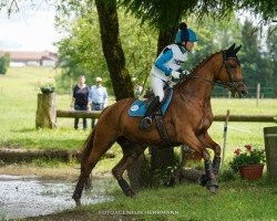 broodmare Iolanthe (German Sport Horse, 2014, from Ituango xx)