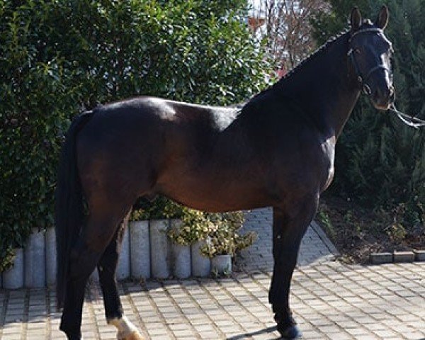 stallion Monarch (Sachs-door. Heavy Warmbl., 2010, from Mozart)