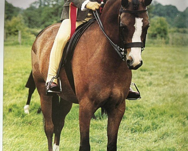 horse Sianwood Goldflake (Welsh-Pony (Section B), 2000, from Sianwood Goldrush)