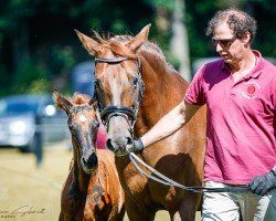 broodmare Pasquinja de Purpura (German Sport Horse, 2016, from Quaterstern)