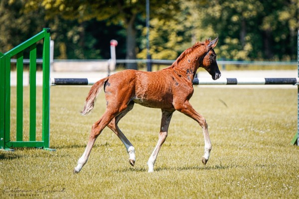 Fohlen von Stute von Viva Vitalis / Quaterstern (Deutsches Sportpferd, 2024, von Viva Vitalis 2)