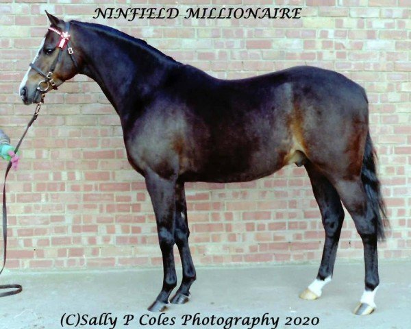 stallion Ninfield Millionair (British Riding Pony, 1988, from Wingrove Minkino)