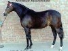 Deckhengst Ninfield Millionair (British Riding Pony, 1988, von Wingrove Minkino)