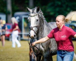 broodmare Diacana (Hanoverian, 2019, from Diacontinus)