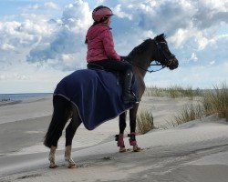 dressage horse Bacardi 197 (Welsh mountain pony (SEK.A), 2000, from Vechtzicht's Cymro Bach)