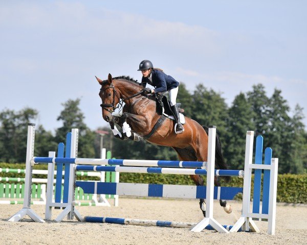 jumper Lotte H (German Sport Horse, 2015, from Levisto Z)