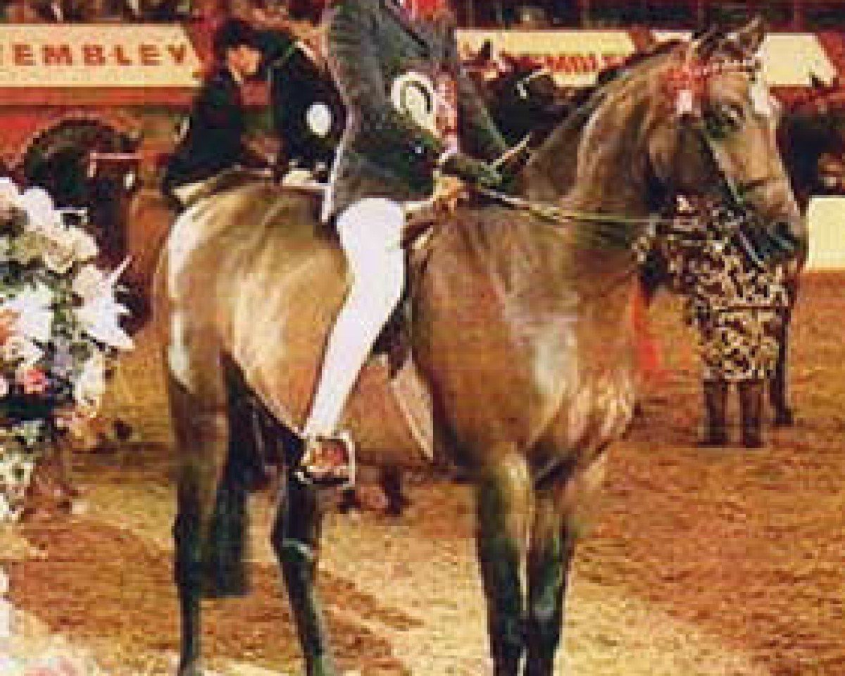 broodmare Ninfield Great Expectations (British Riding Pony, 1984, from Wingrove Minkino)