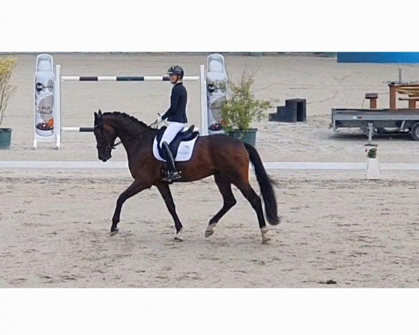 dressage horse Ferdinand B. 2 (Westphalian, 2020, from For Gold OLD)