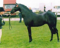 Deckhengst Ninfield Eureka (British Riding Pony, 1994, von Vean Cockalorum)