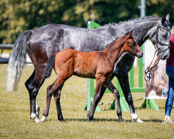 foal by Hengst von Coeur Rouge / Diacontinus (German Sport Horse, 2024, from Coeur Rouge)