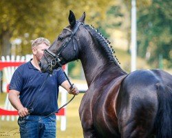 broodmare Annika (Sachs-door. Heavy Warmbl., 2015, from Elbling)