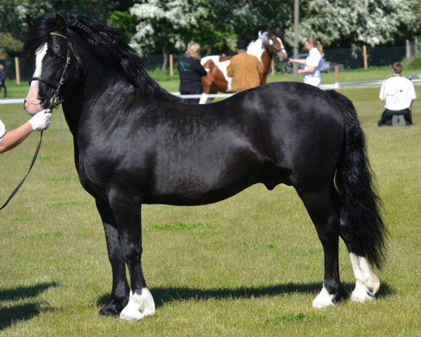 stallion Parvadean The Gigolo (Welsh-Cob (Sek. C), 2000, from Parvadean Diplomat)