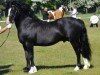 stallion Parvadean The Gigolo (Welsh-Cob (Sek. C), 2000, from Parvadean Diplomat)