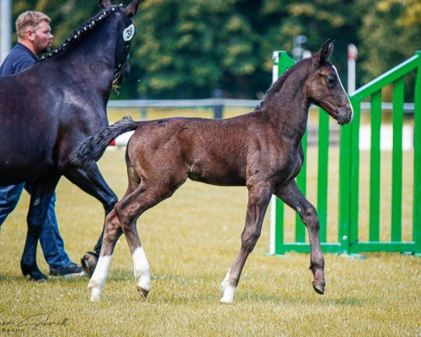 foal by Stute von Lombardo / Elbling (Sachs-door. Heavy Warmbl., 2024, from Lombardo 56)