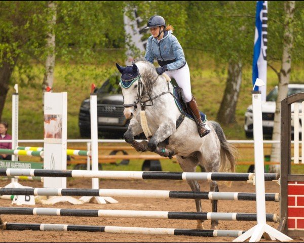 jumper Call Me Claus 3 (German Sport Horse, 2016, from Cantusiero)