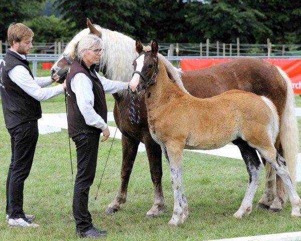 foal by Vitalis (Black Forest Horse, 2024, from Von Baden)