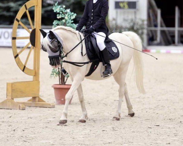 Pferd Hazlemoor Cream Cracher (Welsh Pony (Sek.B), 2011, von Treffriw Cappachina)